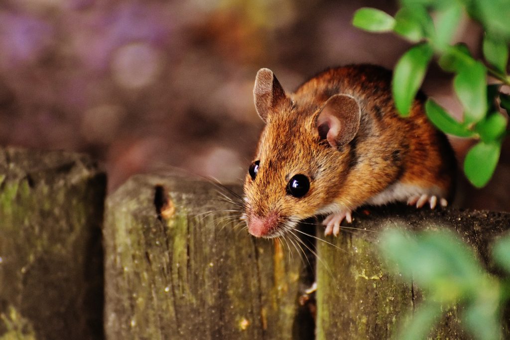 8 astuces naturelles contre les souris dans la maison