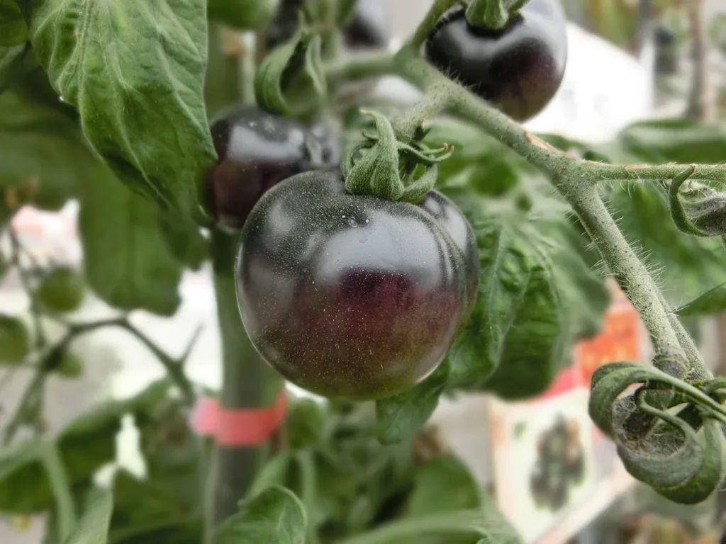 Mervin tomate, la variété urbaine à adopter sur son balcon lyonnais